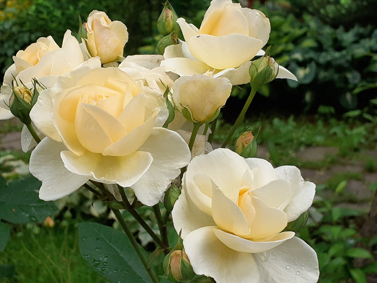 Красавица из питомника Guillot в моем саду