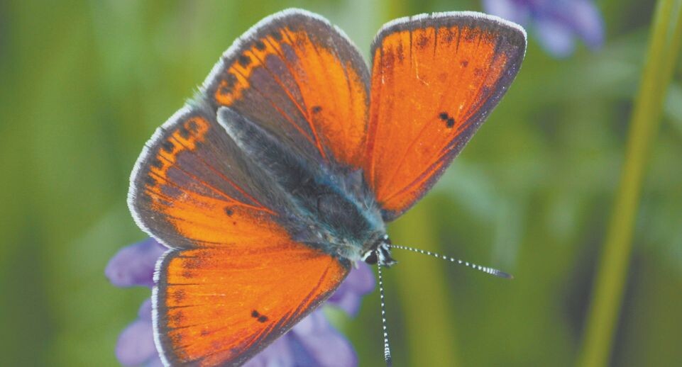     Червонец щавелевый