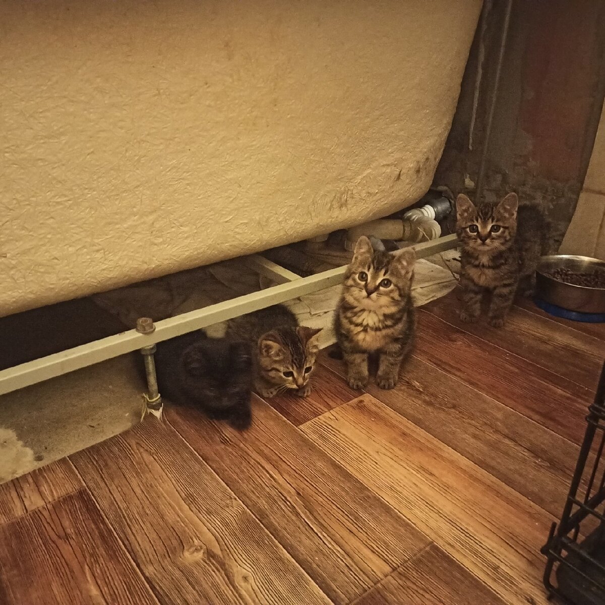 Ася, Долька, Майя и Тёма