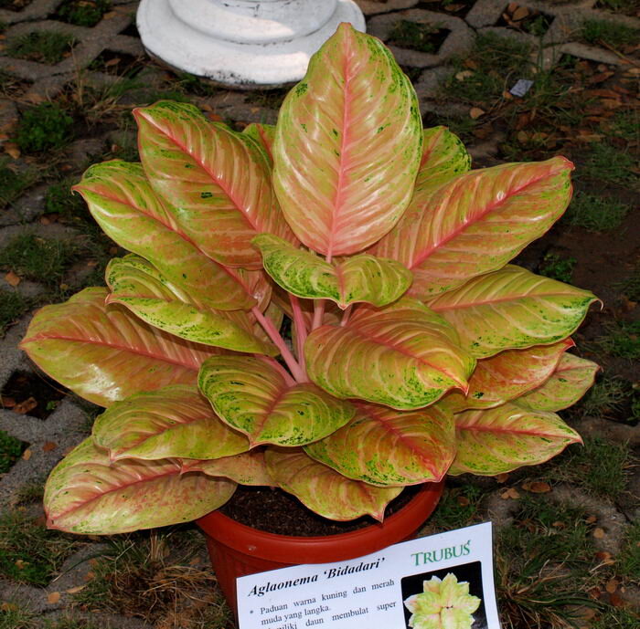 Aglaonema Bidadari