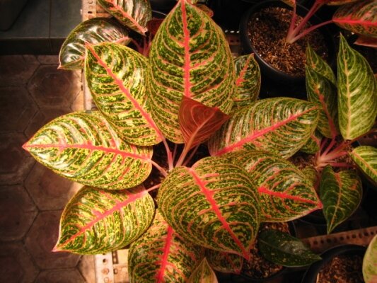 Aglaonema Diana