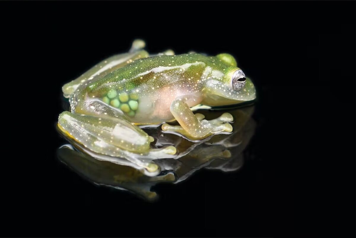 Glass Frog on Eggs