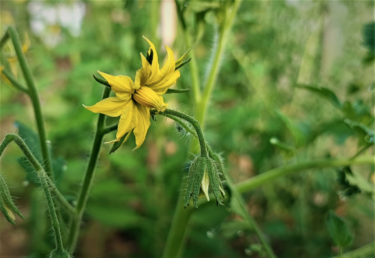 Научила агроном-овощевод: для хорошего урожая высевать в январе все ...