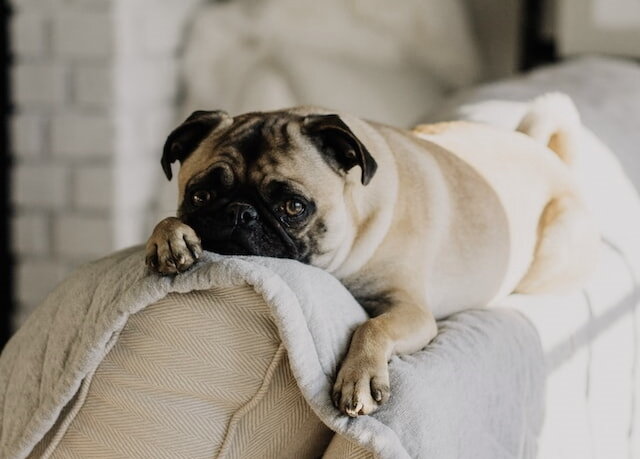 Собака на диване ☺ Grt. Sarandy Westfall, Unsplash