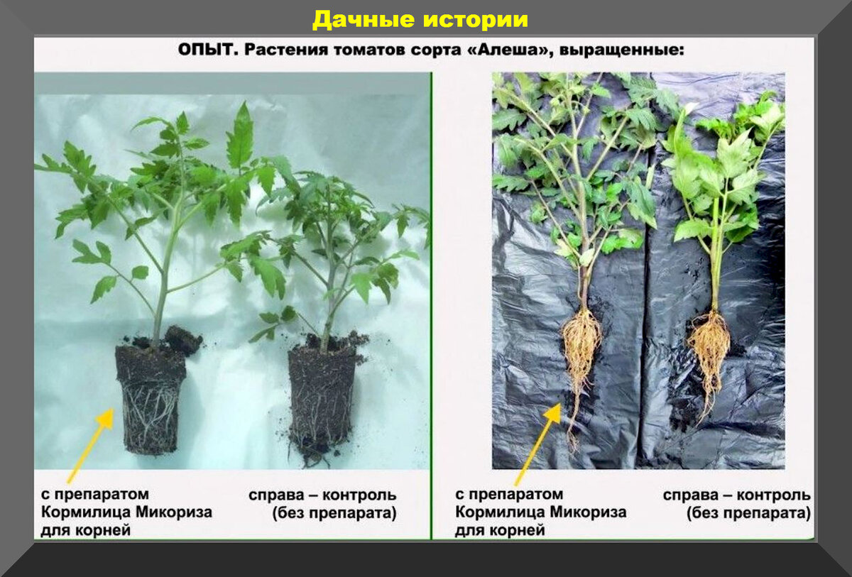 Кормилица микориза как разводить. Кормилица микориза 1 литр. Микориза для томатов. Микориза БАШИНКОМ. Удобрение микориза для рассады.