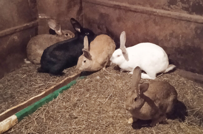 Дружные символы года деревни Каменка