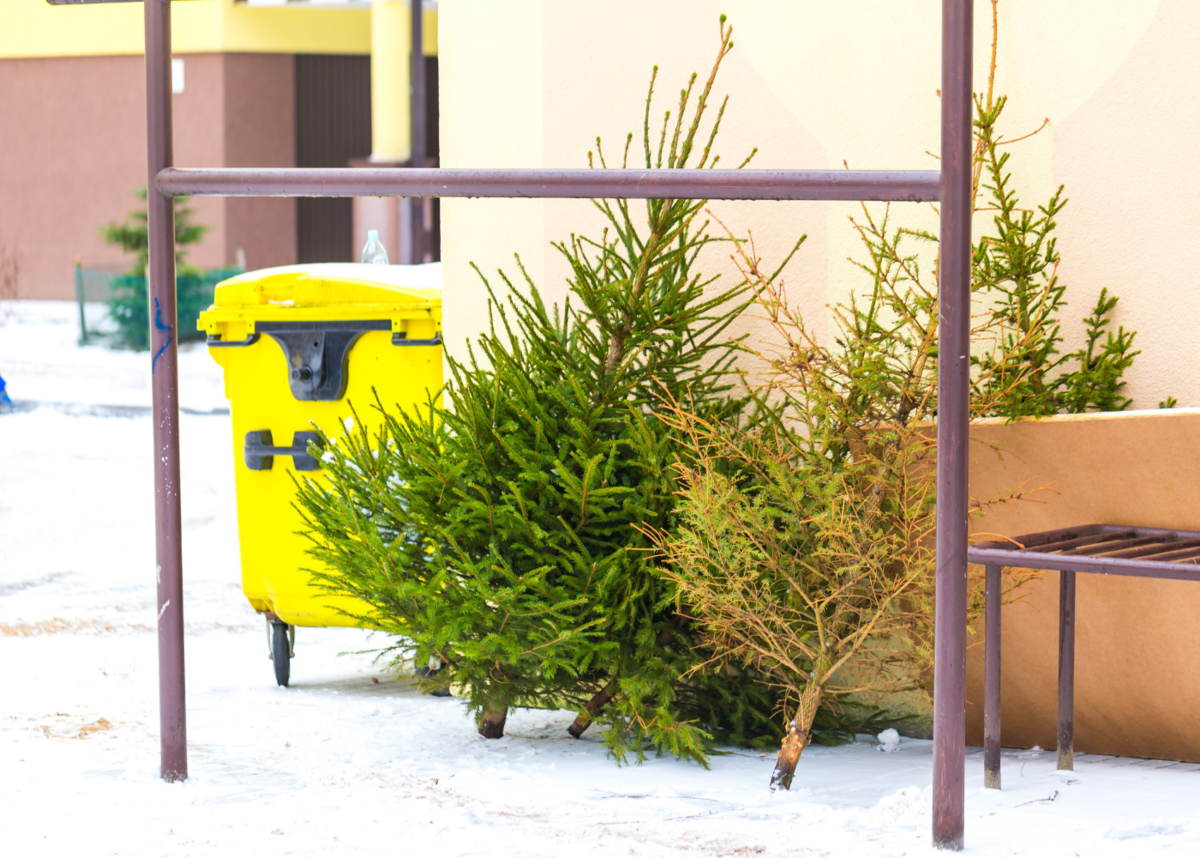 Фото из платной коллекции канвы