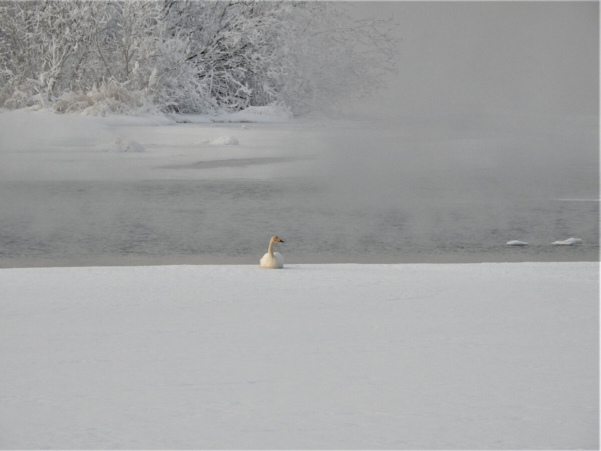 Лебедь кликун, 1 января 2023, фото автора