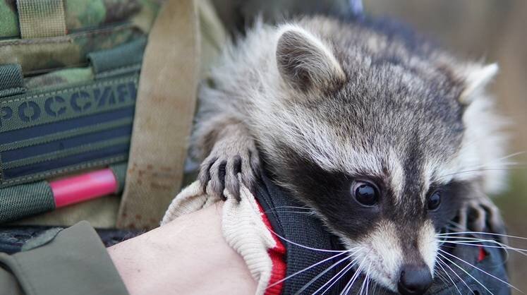    Андрей Рубцов/ТАСС Россия. Херсонская область. Енот из Херсона во время встречи с "Архангелом спецназа". Енот из зоопарка Херсона был эвакуирован в ноябре российскими десантниками с правого берега Днепра. "Архангел спецназа" - проект, где рассказывается о работе специальных подразделений в зоне СВО. Канал ведут действующие военнослужащие