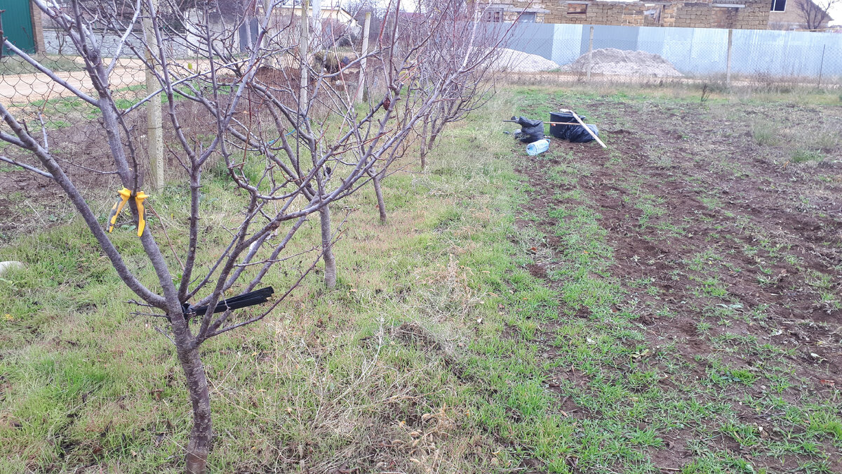 Растет 17 сливовых деревьев