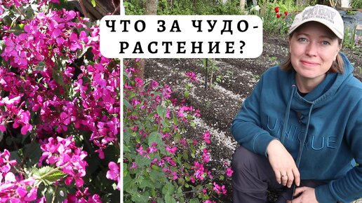 Лунария от посева до цветения / Сухоцветы для букетов