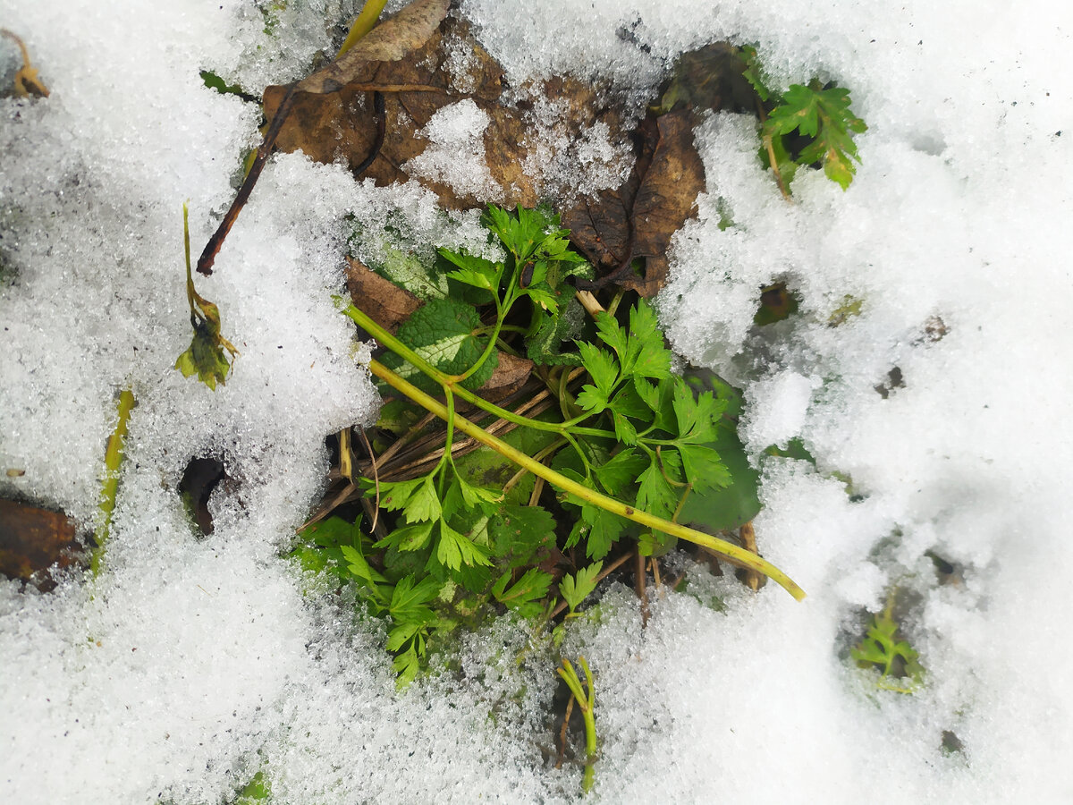 Петрушка 18 января