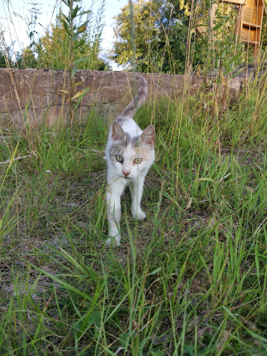 Личный архив уличных котиков