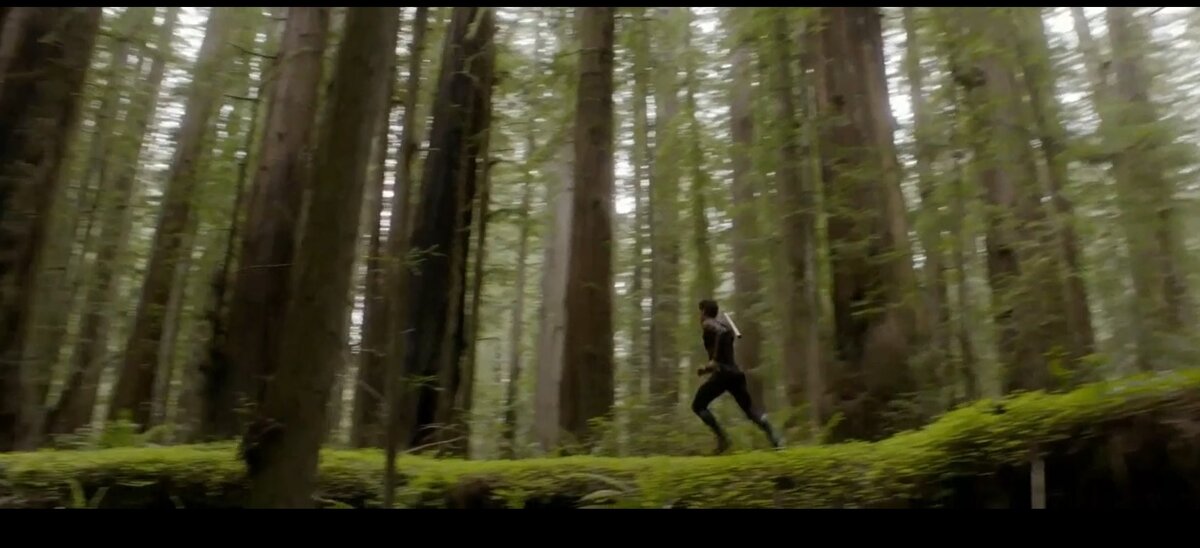 Кадр из фильма "После нашей эры". Не исключено, что это как раз секвойи...