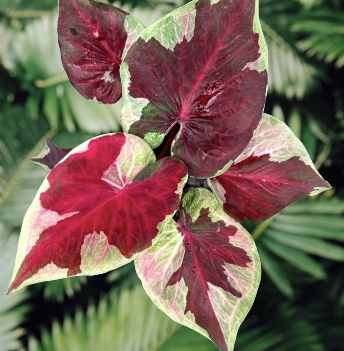 Caladium Dara Nopparut