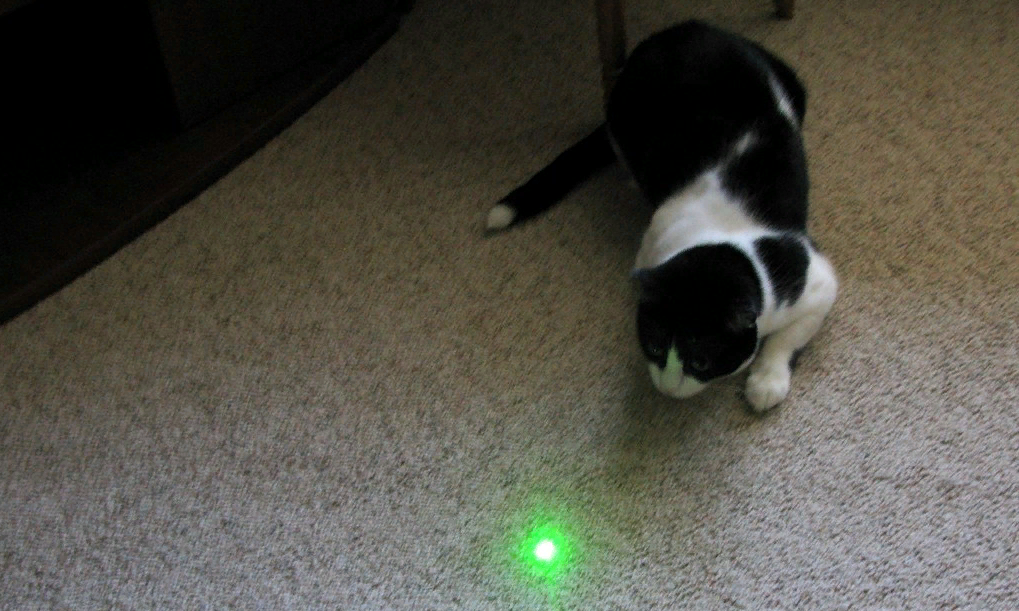 Кошка играет указкой. Лазерная указка для кота. Кот играет с лазерной указкой. Кот играется с лазером. Кот бегает за лазерной указкой.