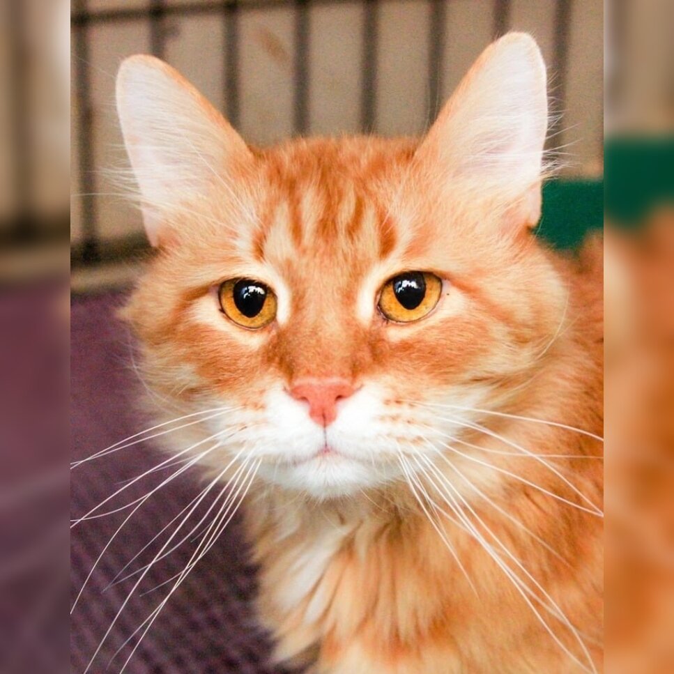 Котик Михаил.