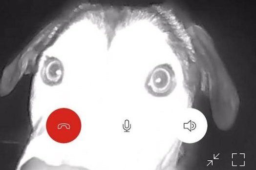     В дверь приюта позвонили в час ночи. Сотрудники были в шоке, когда увидели, кто был за дверью