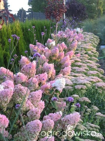 Туя + Гортензия + очиток Брильянт/стардаст