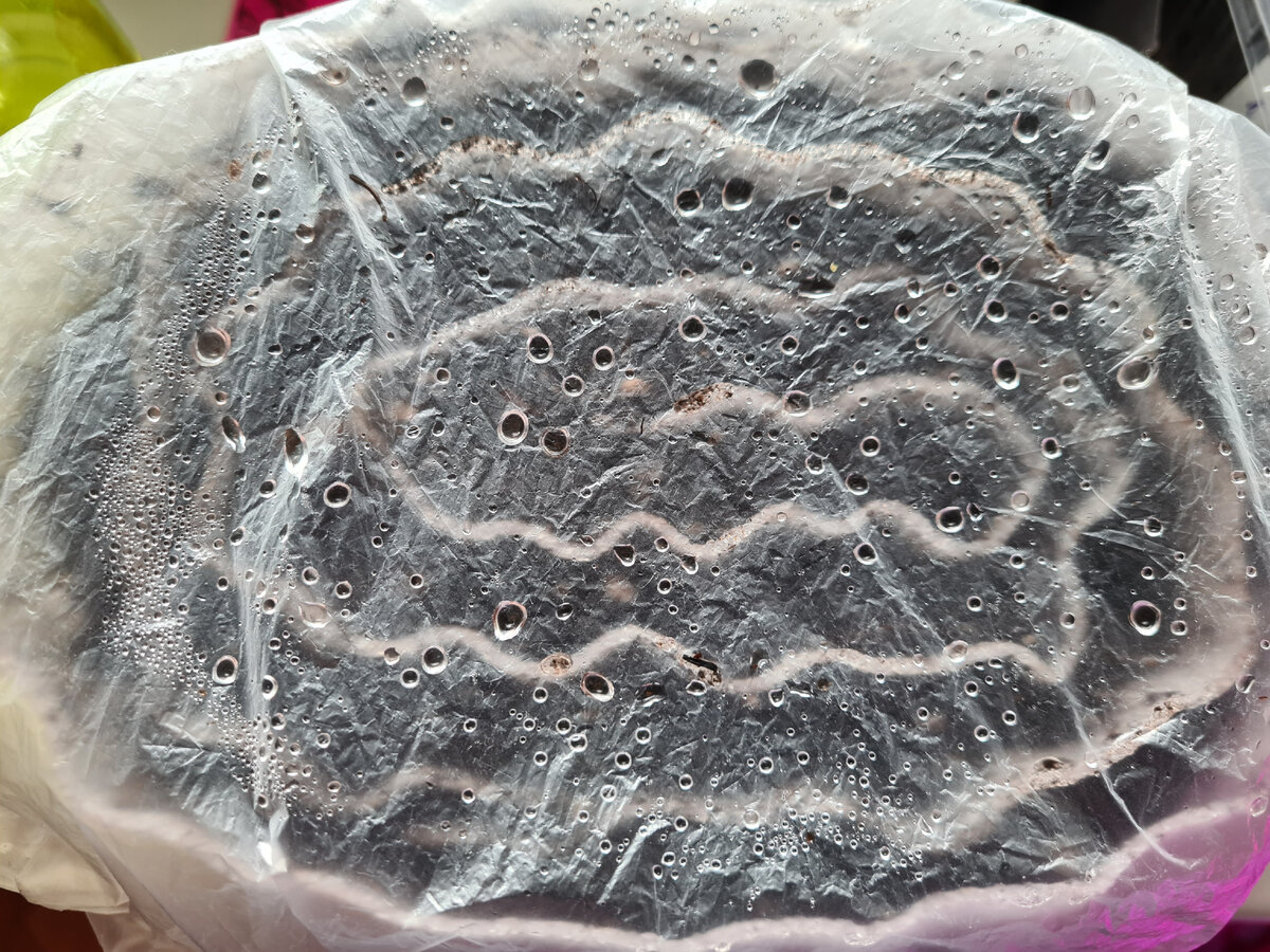 фото автора. и тепло и влажно.