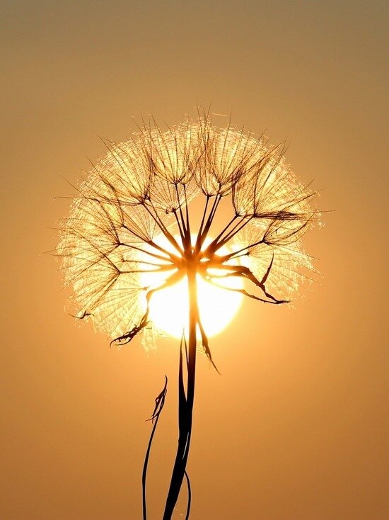     фото: pixabay.com