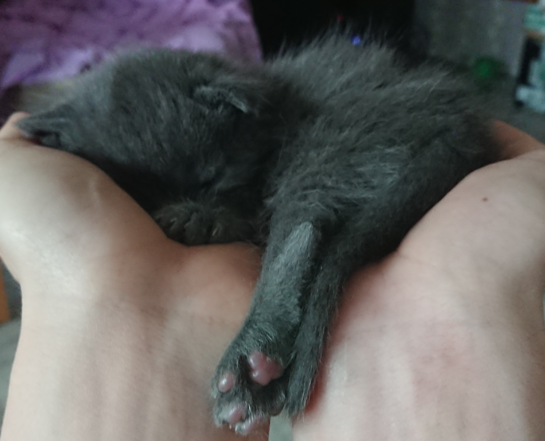 Фото из нашего архива, маленький Мудрый кот