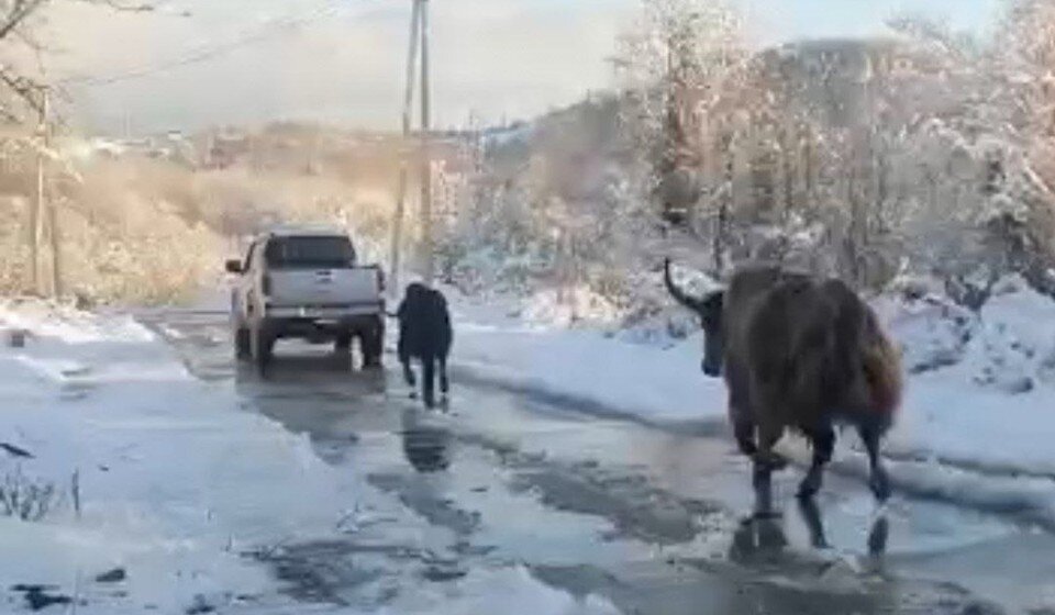     Семью яков нашли спустя неделю после побега. Фото: скриншот видео