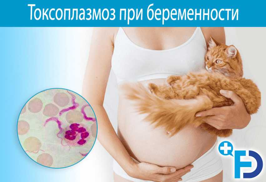 Передается ли токсоплазмоз