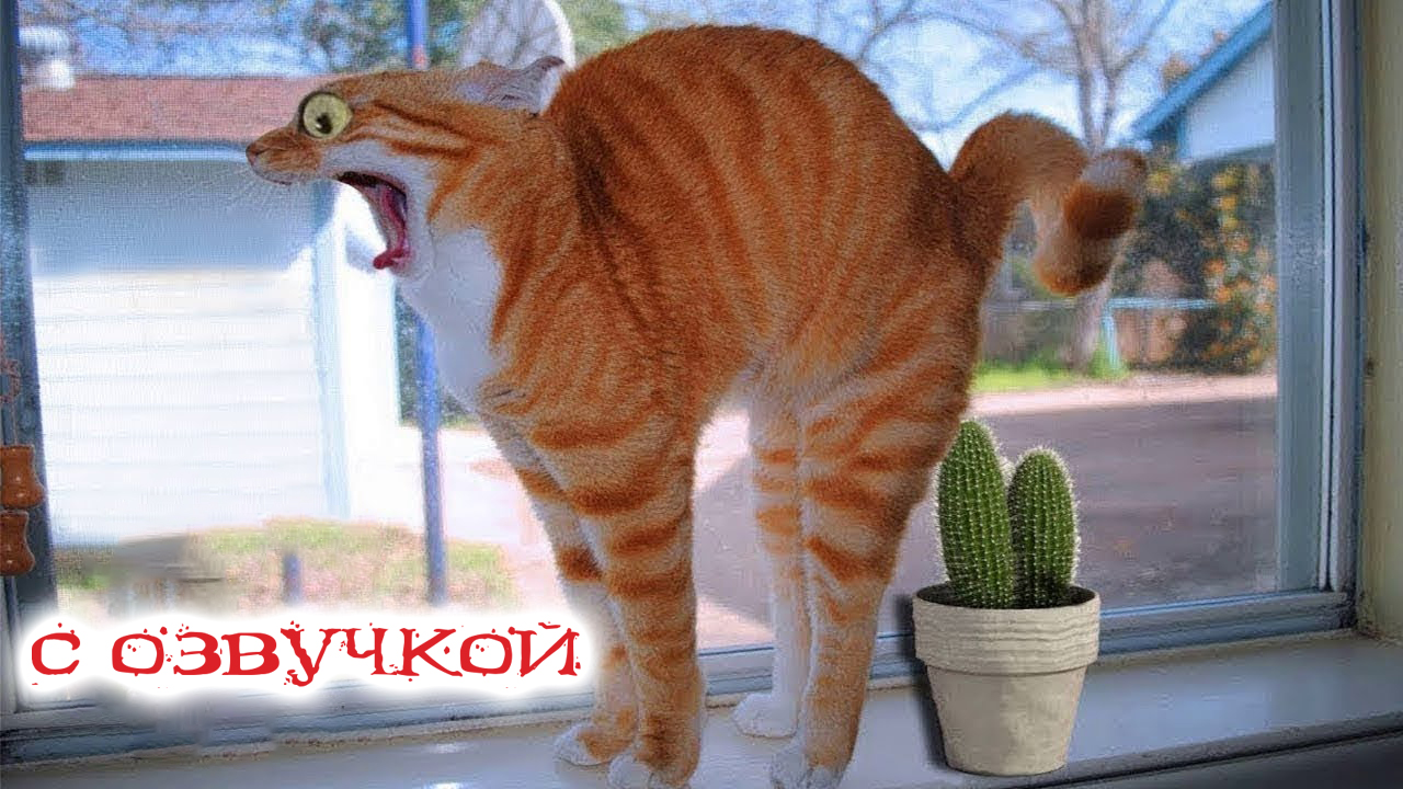 Приколы с котами! С озвучкой! Смешные животные до слёз! Смешные коты и  собаки!