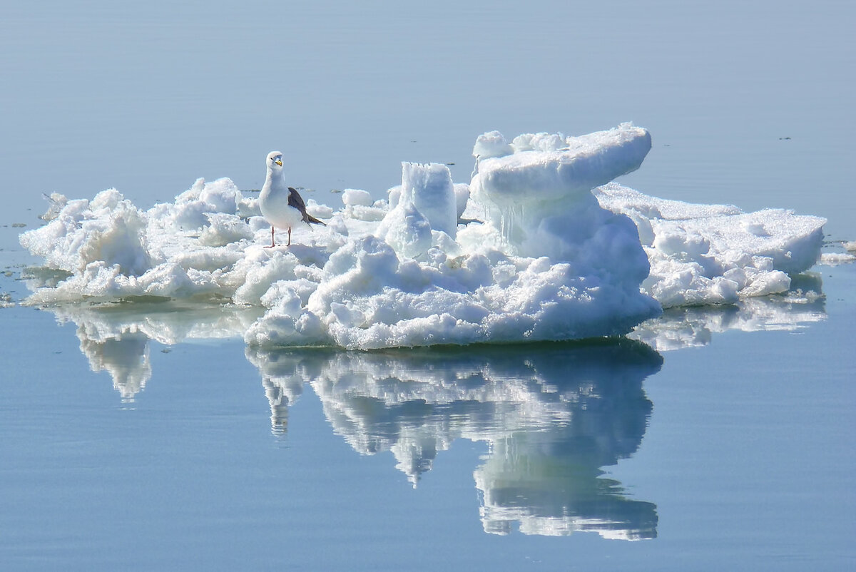 Весна в Охотском море (фото взято из свободных источников в интернете) 