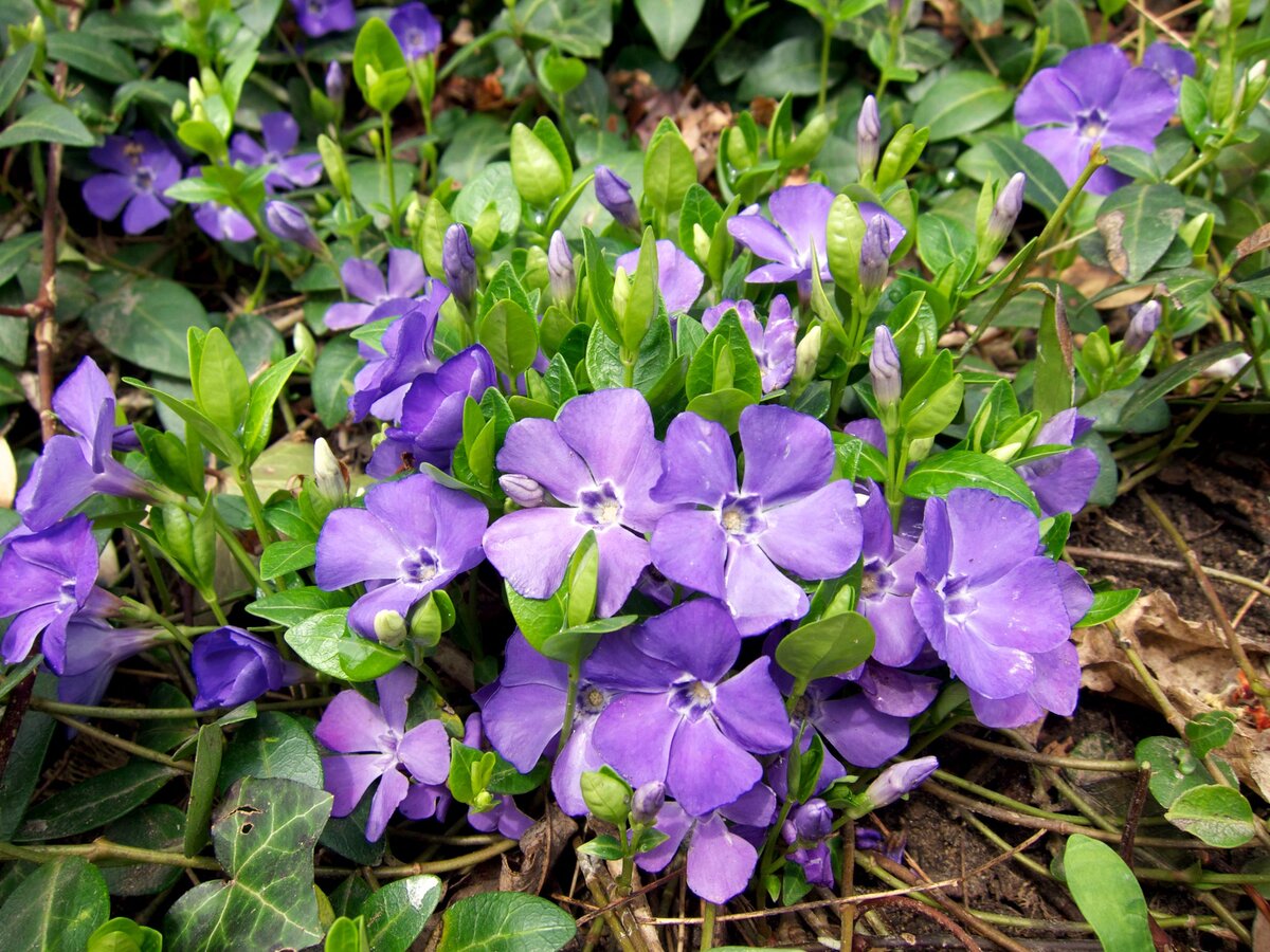 источник: www.flickr.com