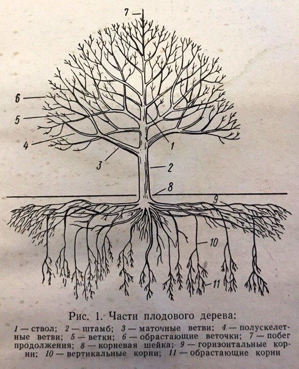 Схематический рисунок дерева