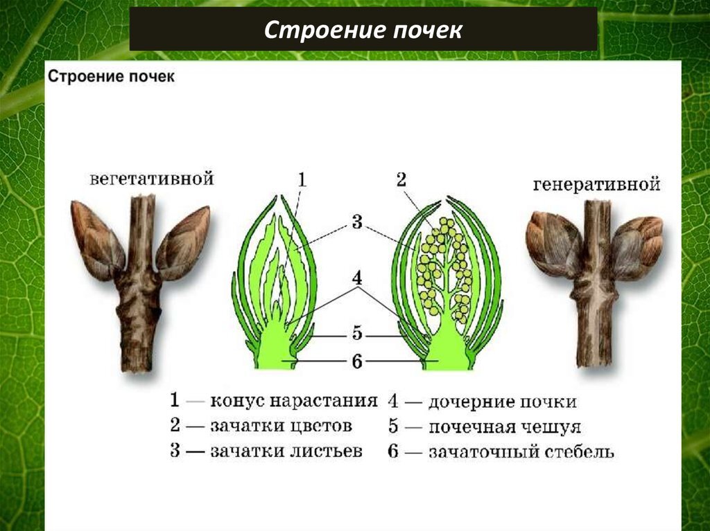 Рисунок вегетативной и генеративной почки рисунок