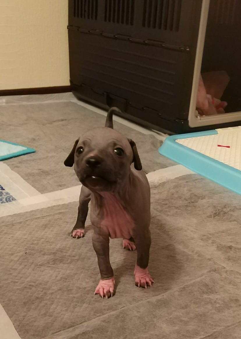 eremaleksein / Виды стоячих ушей