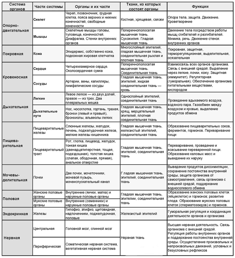 Тематический план анатомия