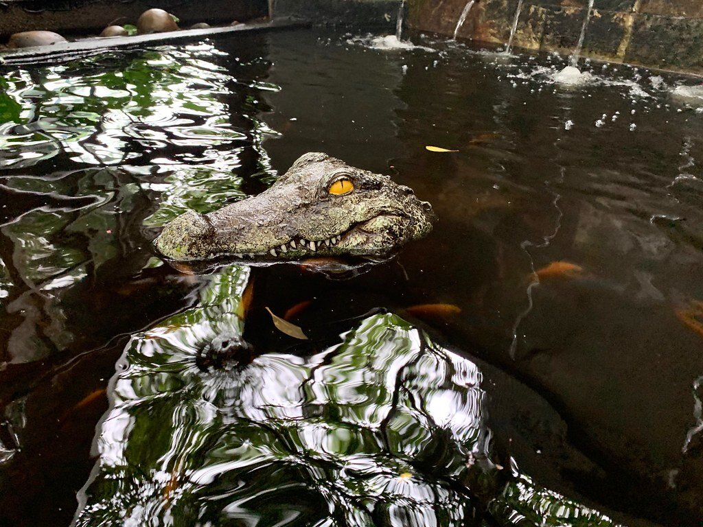 Крокодил в зоопарке. Крокодил дил дил плывет он корову проглотил. Крокодил дил дил дил. Гребнистый крокодил. Крокодил 2023.