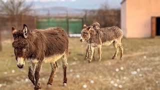 УРА! У херсонского ослика Даши праздник, ей СОЗДАЛИ СЕМЬЮ!