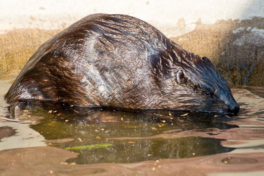 Фото — wikipedia.org, CC BY-SA 4.0