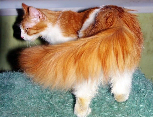 Сильно была хвостом. Кот с пушистым хвостом. Рыжая кошка с пушистым хвостом. Пушистый хвост. Рыжий хвост.