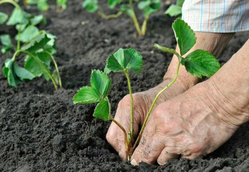 Фотография взята из источника podarokservis.ru