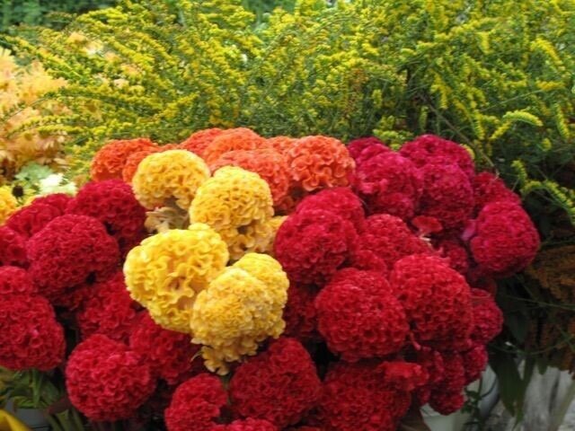 Фото из интернета 