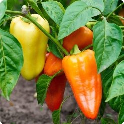 Агротехника выращивания и ухода