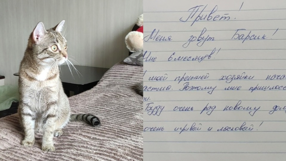 Подкинули котенка. Кот Барсик. Кошачьи истории. Письмо от кота.