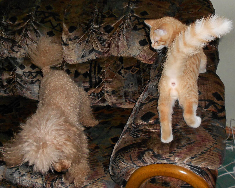 Кот и пудель