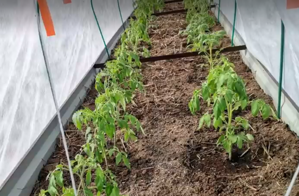 томаты для открытого грунта