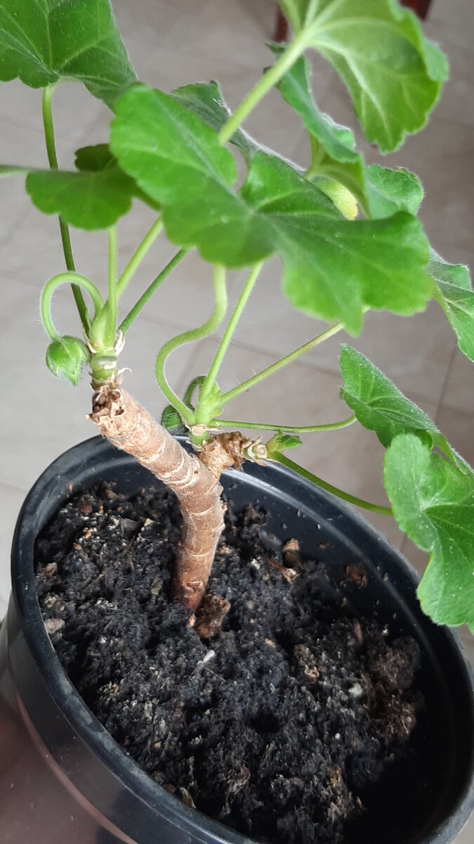 Пеларгония очень живучий цветок.