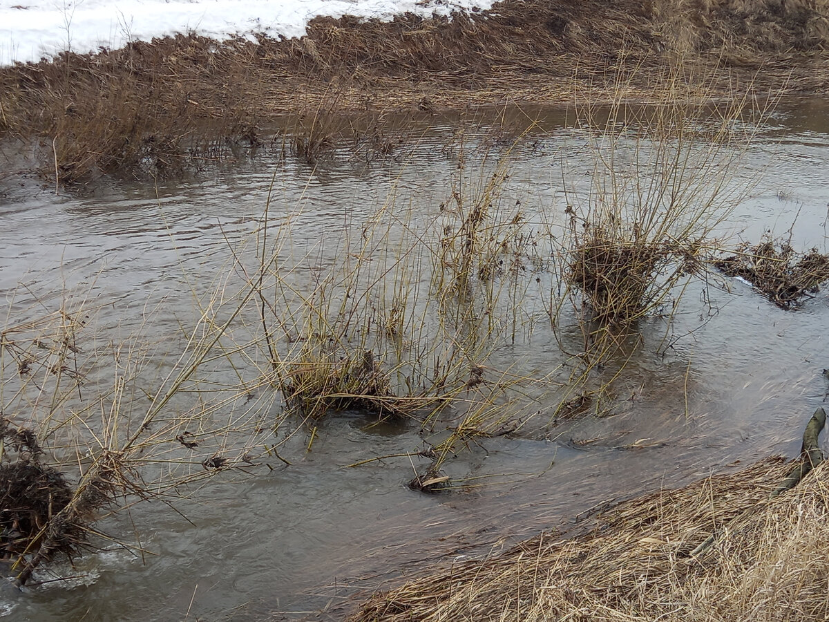 Мусор на кустах - индикатор максимального разлива