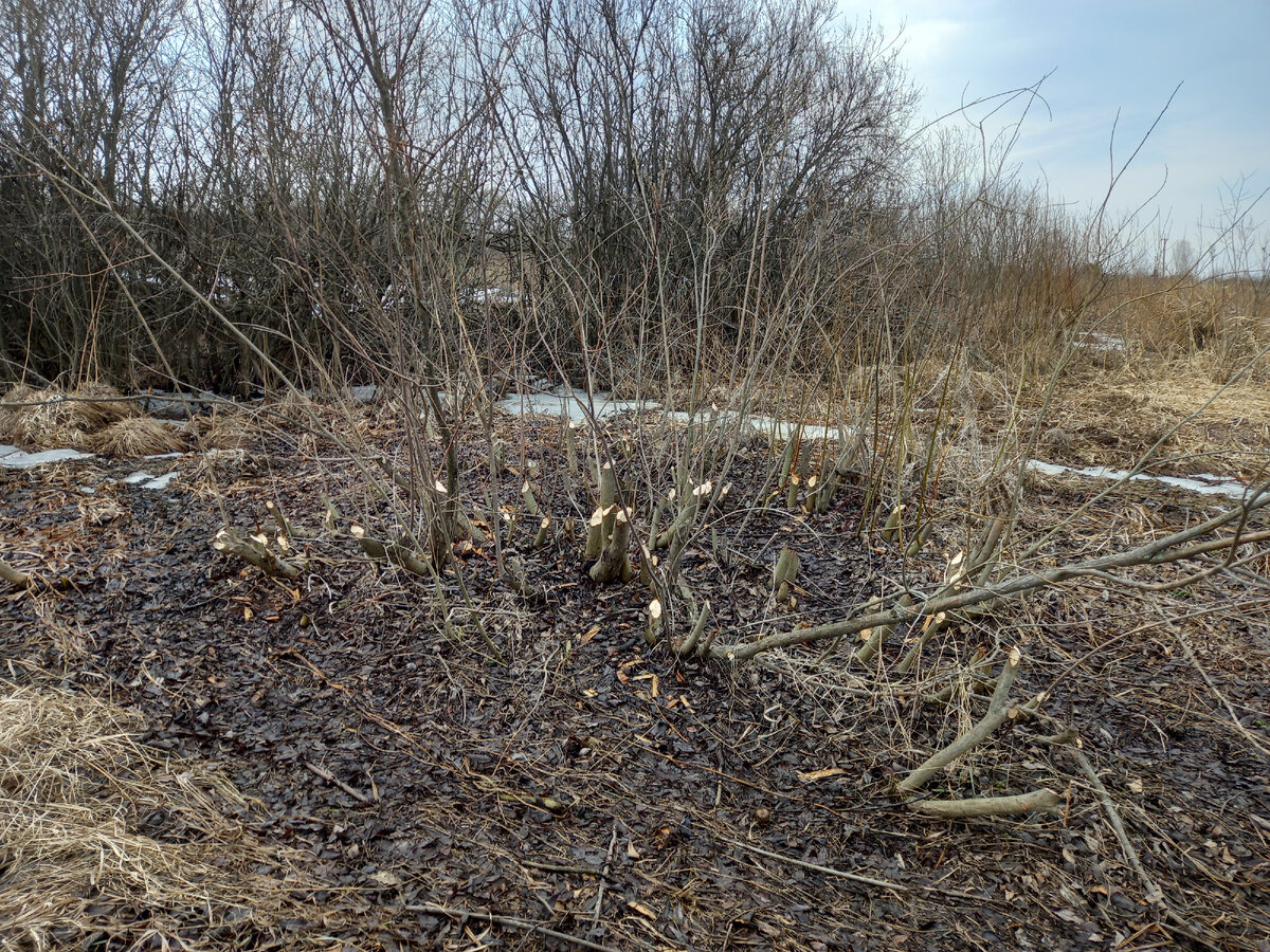 Столовая бобров