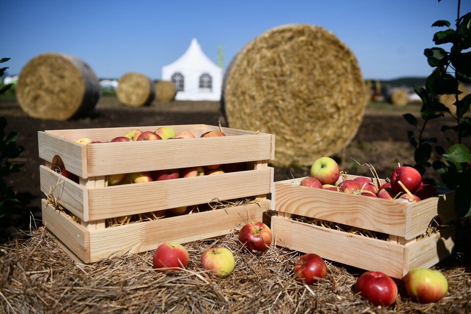     Органическое земледелие позволяет получать биологически ценную продукцию.