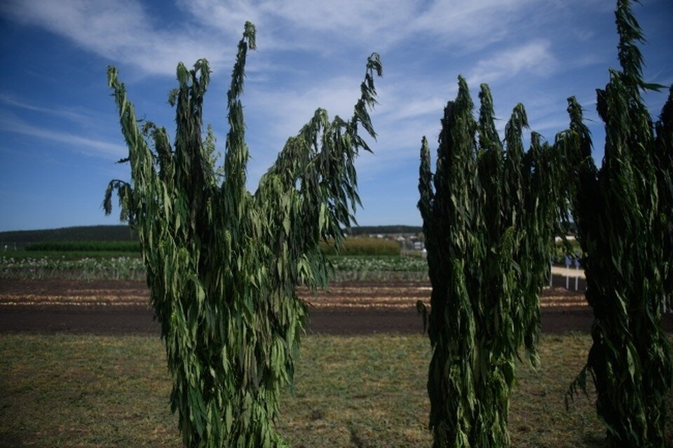     Каннабис участники выращивали на даче. Алексей БУЛАТОВ